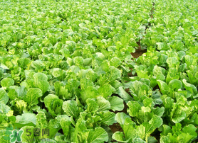 白菜的生长环境和特点,白菜的生长期