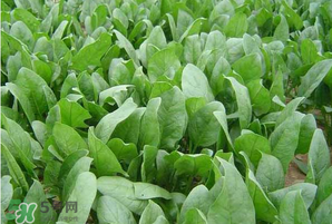 家庭菠菜的种植方法和时间,家庭菠菜的种植方法