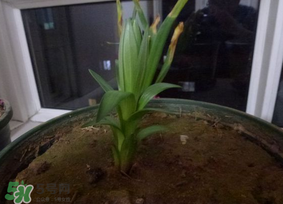 百合种球多久开花,百合种多久开花?