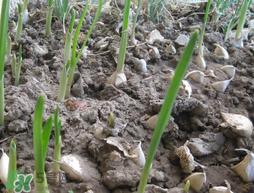 大蒜浇几次水都什么时候浇水,大蒜浇几次水最好