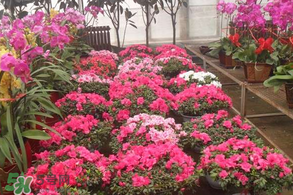 牡丹如何种植?怎样种植?,牡丹和芍药什么时候种植