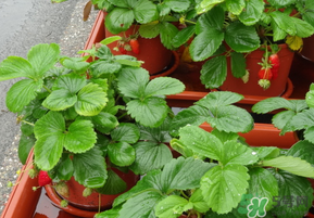 种植草莓的技术和日常管理方法,冬季草莓的种植方法和技术