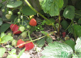 草莓怎么种植方法,草莓怎么种植