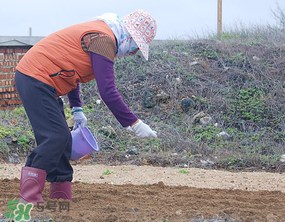 花生怎么种植才能高产,花生怎么种植方法 步骤