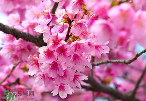 樱花在几月份开,樱花几月开到几月