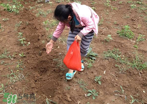 种玉米怎么种最好,种玉米怎么种