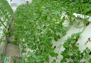 盆栽香菜怎么种植方法,盆栽香菜怎么种植容易发芽 盆栽香菜怎么种植方法,盆栽香菜怎么种植容易发芽