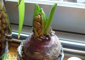 风信子怎么种植方法,风信子怎么种植方法水培