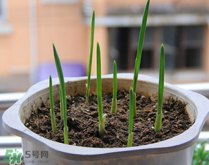 大蒜一般几月份种植,大蒜一般几月份种植视频讲解一下