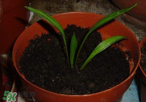 百合是怎么生长的,百合的生长期