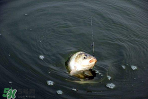 3月份钓鱼用腥还是香,冬季钓鱼用香腥还是腥香