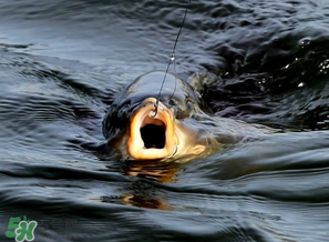 三月份怎么钓鱼,三月份能钓鱼吗 三月份怎么钓鱼,三月份能钓鱼吗