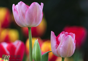 郁金香栽培方法和时间,郁金香种植间隔