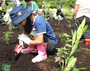 3月份适合种什么花种子,3月份适合种什么花草