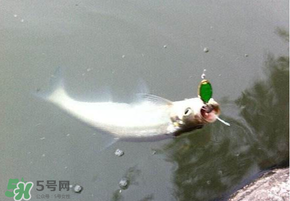 钓翘嘴怎么选钓位,钓翘嘴应该怎么钓