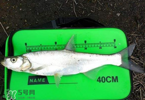 春季钓什么鱼,节气好钓鱼吗