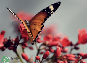 惊蛰是指什么节气,惊蛰节气的含义是什么