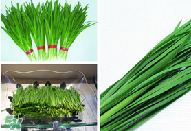 惊蛰种什么蔬菜,惊蛰适合种什么农作物 惊蛰种什么蔬菜,惊蛰适合种什么农作物