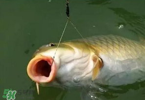 惊蛰钓鱼技巧,惊蛰好钓鱼吗 惊蛰钓鱼技巧,惊蛰好钓鱼吗