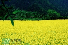 油菜花花期,油菜花期有多长
