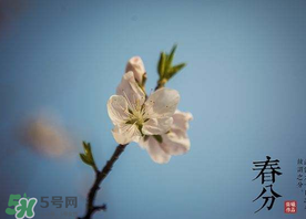 春分种什么菜好,春分种什么菜蔬菜最合适