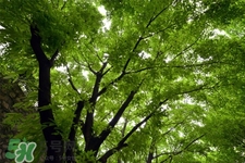 一般几月份天气开始变暖,一般什么时候天气变暖 一般几月份天气开始变暖,一般什么时候天气变暖