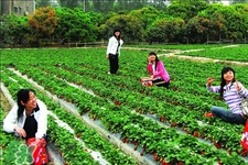 草莓几月可以摘,三月份有草莓摘吗 草莓几月可以摘,三月份有草莓摘吗