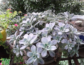 种花要注意什么,种花要注意的事项 种花要注意什么,种花要注意的事项