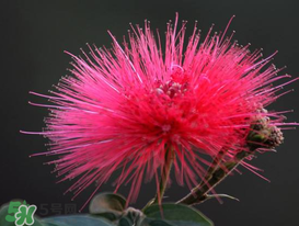 一年中最先开的是什么花第三开的是什么花,一年中最先开的是什么花