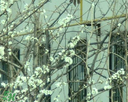 什么是倒春寒天气,什么是倒春寒? 什么是倒春寒天气,什么是倒春寒?