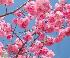 武大樱花开放时间2021,武大樱花开放时间