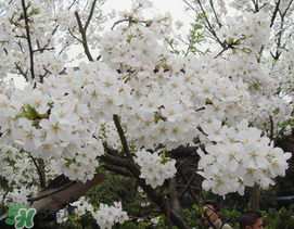 将往事回顾,往事不回顾