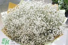 满天星需要用水养着吗,买回来的满天星需要放水吗