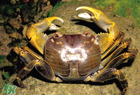 螃蟹母蟹和公蟹有什么区别,怎样辨别螃蟹是公是母 螃蟹母蟹和公蟹有什么区别,怎样辨别螃蟹是公是母