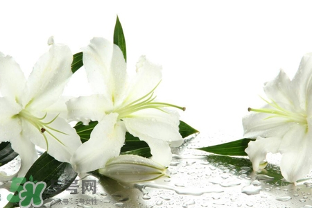 养的百合花叶子发黄怎么办,百合花叶子发黄怎么办? 养的百合花叶子发黄怎么办,百合花叶子发黄怎么办?