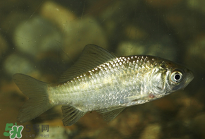 春天钓鲫鱼用什么饵料最好,春天钓鲫鱼用什么饵料最好细的饵料 春天钓鲫鱼用什么饵料最好,春天钓鲫鱼用什么饵料最好细的饵料