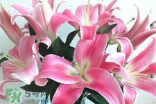 百合花放花瓶里怎么养,百合花怎么放在瓶子养 百合花放花瓶里怎么养,百合花怎么放在瓶子养