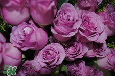 鲜花怎样养的久,鲜花要怎么养才能放久一点