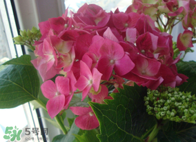 家庭养花知识大全和技巧,家里的花怎样才能养好 家庭养花知识大全和技巧,家里的花怎样才能养好