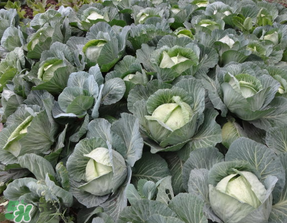 各种蔬菜种植技术大全,蔬菜如何种植 各种蔬菜种植技术大全,蔬菜如何种植