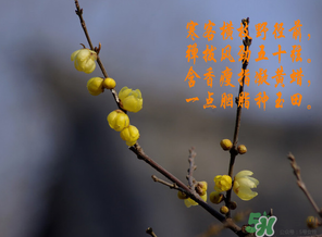 2022年腊月结婚吉日,农历腊月结婚吉日 2022年腊月结婚吉日,农历腊月结婚吉日