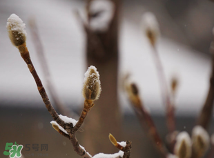 七九河开是什么意思,日历上的七九是什么意思