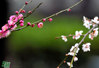 立春的寓意和象征,立春的寓意