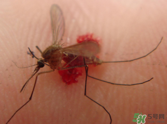 冬天为什么还有蚊子咬我,冬季屋里有蚊子怎么办