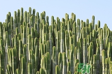 仙人掌如何施肥,仙人掌怎么施肥施什么肥 仙人掌如何施肥,仙人掌怎么施肥施什么肥