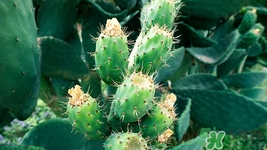 仙人掌放在哪里,仙人掌摆放位置 仙人掌放在哪里,仙人掌摆放位置