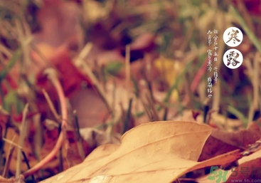 2008年寒露是什么时候,寒露是什么时候的节气 2008年寒露是什么时候,寒露是什么时候的节气