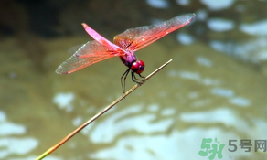 睡眠的主要作用体现,睡眠的作用有