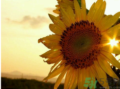 立秋后多久才能凉快,立秋后什么时候开始冷