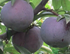 黑布林吃多了会怎样会胖吗,黑布林吃多了会怎样